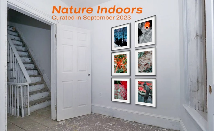 Nature Indoors, a virtual exhibition featuring photographs by Mark McKinney