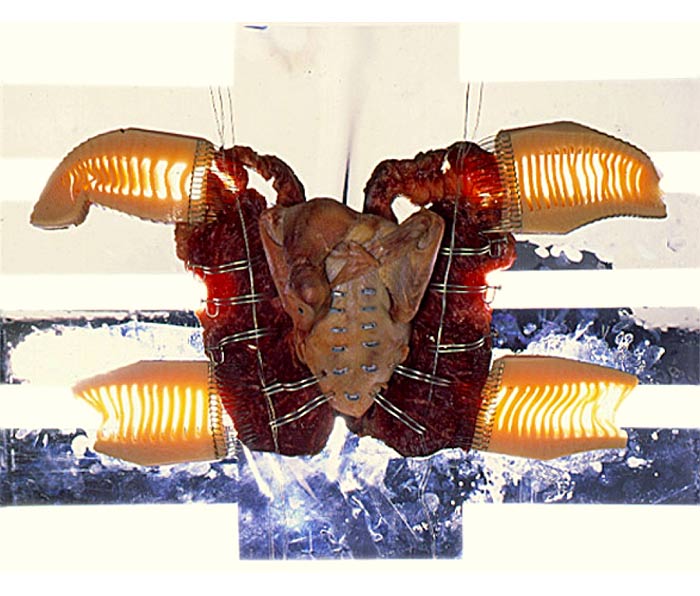 Hybrid 622 photograph by Peter Carey